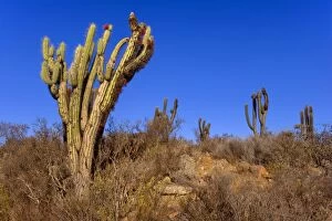 3 Gallery: Quisco Cacti / Trichocereus chilensis / Cereus