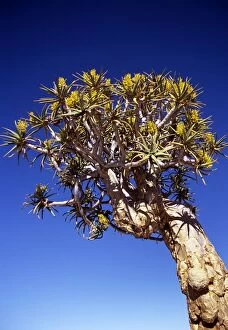 Aloe Gallery: Quiver / Kokaboom Tree - in flower