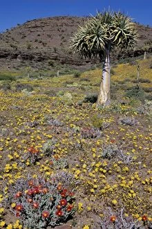 Aloe Gallery: Quiver / Kokaboom Tree - with spring flowers