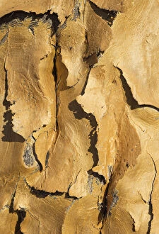 Quiver tree - detail of the bark - formerly the