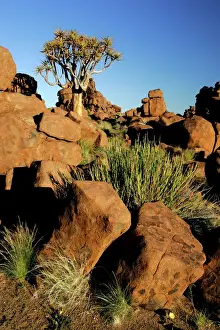 Quiver tree and boulders individual tree growing between weathered rocks in Giant's Playground; Giant's Playground, Keetmanshoop, Namibia, Africa