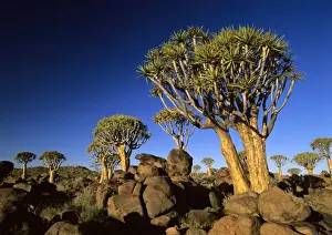 Semi Desert Prints: Quiver tree forest in early morning Keetmanshoop, Namibia, Africa