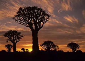 Semi Desert Prints: Quiver tree forest silhouettes at sunrise with visible sun Keetmanshoop, Namibia, Africa