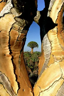 Shapes Prints: Quiver tree frame view through quiver tree branches framing a second one in the background Quiver tree forest