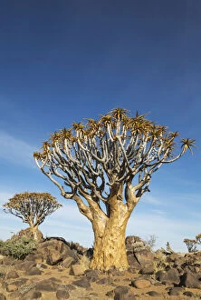 Aloe Gallery: Quiver tree - formerly the hollowed out branches