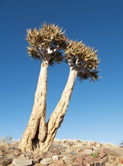 Images Dated 20th August 2009: Quiver Tree - Formerly the hollowed out branches of these trees were used as quivers by the Bushmen