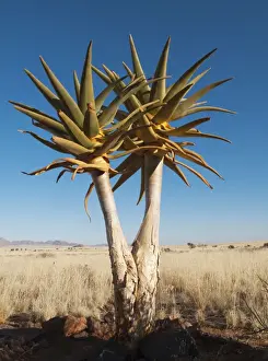 Aloe Prints: Quiver Tree - formerly the hollowed out branches of these trees were used as quivers by the Bushmen - planted young