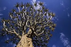 Aloe Prints: Quiver Tree - Kokerboom Forest, Namibia, Africa LA002506