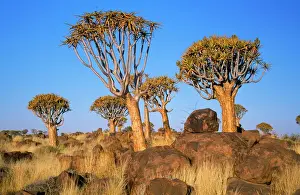 Arty Prints: Quiver Tree - Kokerboom forest Namibia, Africa