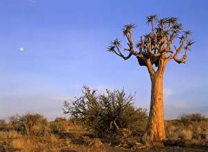 Moon Prints: Quiver tree and moon in early morning light Augrabis Falls National Park