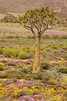 Aloe Gallery: Quiver tree, Orange Daisies (Tripteris hyoseroides) and Pink Mesembs (Drosanthemum hispidum)