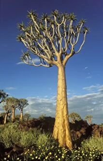 Aloe Gallery: Quiver Tree - during the rainy season with yellow