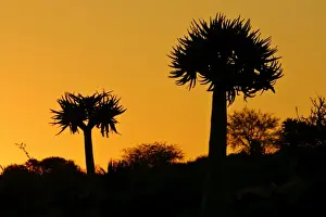 Semi Desert Prints: Quiver Tree silhouette two specimen growing on a hill at sunrise Quiver Tree Forest