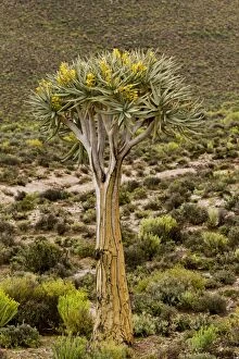Aloe Gallery: Quiver Trees - in flower. Namaqualand, South