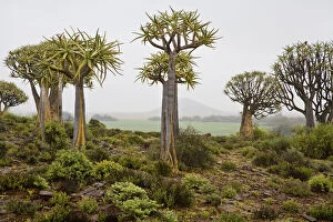 Aloe Gallery: Quiver Trees near Nieuwvodtville, Northern