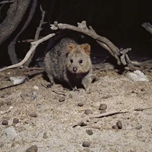 Quokkas Prints: Quokka