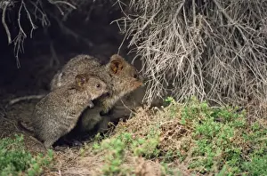 Quokka - adult and juvenile