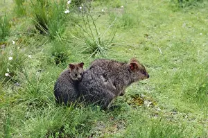 Quokkas Prints: Quokka - Female and young, Rottnest Island, Western Australia JPF00935