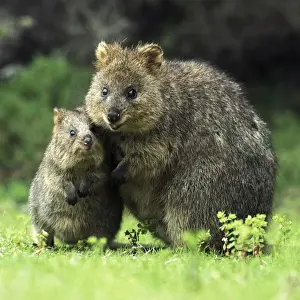 Quokka - Female and young - Rottnest Island - Western Australia JPF00934