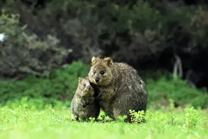 Quokka - Female and young - Rottnest Island - Western Australia JPF00934