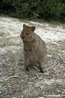 Images Dated 8th October 2005: Quokka - This marsupial is endemic to the south western corner of Australia where it lives in