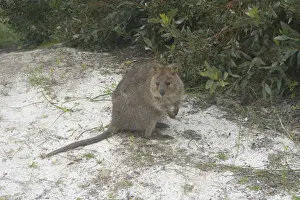 Quokka - This marsupial is endemic to the south western corner of Australia where it lives in forest and heathland. On Rottnest Island where this photo was taken it is a tourist icon but it is regarded as vulnerable