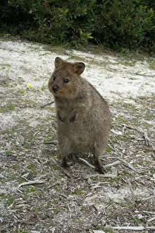 Endemic Prints: Quokka - This marsupial is endemic to the south western corner of Australia where it lives in forest and heathland