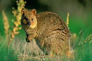 Marsupials Prints: Quokka - Rottnest Island, Western Australia JPF46352