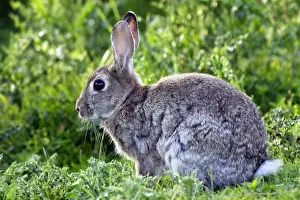 Euroepan Prints: Rabbit