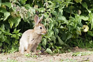 Euroepan Prints: Rabbit