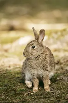 UK Wildlife Prints: Rabbit GET 603 Lancashire, UK. Oryetolagus cuniculus © Geoff Trinder / ardea. com