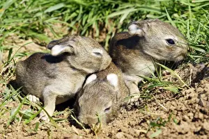 Euroepan Prints: Rabbit 7-8 days