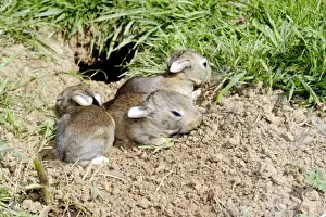 Rabbit - 7-8 days old