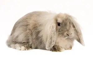Coats Prints: Rabbit