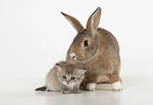 Agouti Gallery: RABBIT. agouti rabbit with 6 week old tiffanie kitten