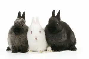 Small Pet Prints: RABBIT. Albino rabbit sitting between two rabbits