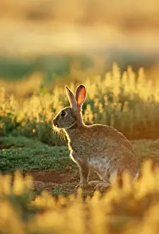 Rabbit Prints: Rabbit - Australia