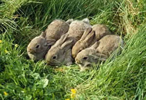 Hidden Prints: Rabbit - babies