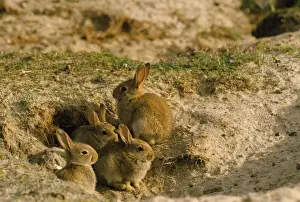 Home Prints: Rabbit - babies at warren opening
