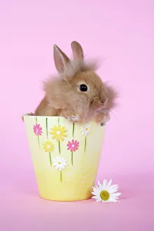 Images Dated 22nd May 2007: Rabbit. baby lion head rabbit ( 6 wks old ) in a flower pot