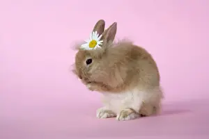 Rabbit. baby lion head rabbit ( 6 wks old )