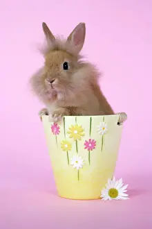 Easter Prints: Rabbit. baby lion head rabbit ( 6 wks old ) in a flower pot