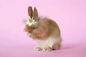 Dressed Up Prints: Rabbit. baby lion head rabbit ( 6 wks old ) sneezing