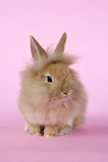 Images Dated 22nd May 2007: Rabbit. baby lion head rabbit ( 6wks old )