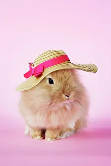 Images Dated 22nd May 2007: Rabbit. baby lion head rabbit ( 6wks old ) wearing hat. Digital Manipulation: Hat (Su)