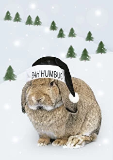 Anti Gallery: Rabbit with Bah Humbug hat in winter scene