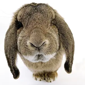 Small Pet Prints: Rabbit - Belier francais breed