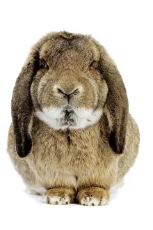 Rabbit Prints: Rabbit - Belier francais breed
