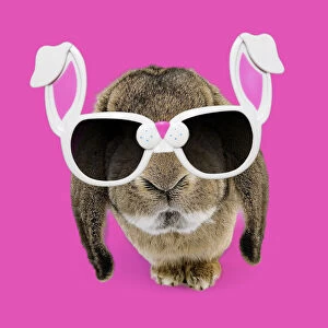 Belier Gallery: Rabbit - Belier francais breed wearing bunny rabbit