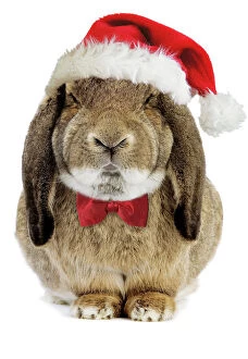 Images Dated 8th January 2008: Rabbit Belier francais breed - wearing CHristmas hat & bow tie Digital Manipulation